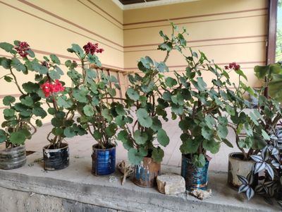 Sotiladi gullar