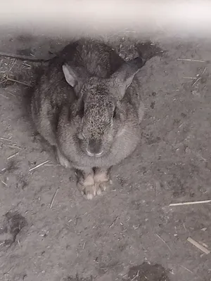 Erkak quyon sotiladi. 3yosh