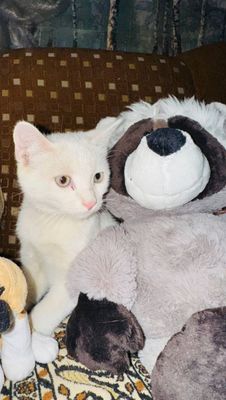 Котята очаровательные скотиш страйт