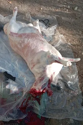 Кассоб- Qassob service hizmati