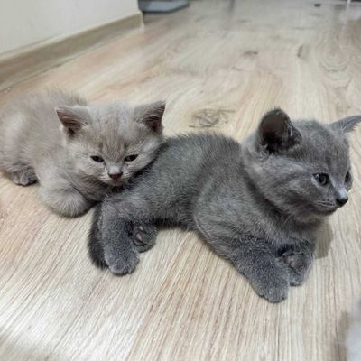 Продаются котята Скоттиш страйт