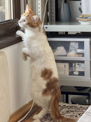 Сибирская кот (10 мес)