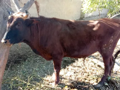 boqishga tayyor buqa sotiladi