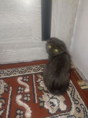 Скоттиш мущуги киз бола