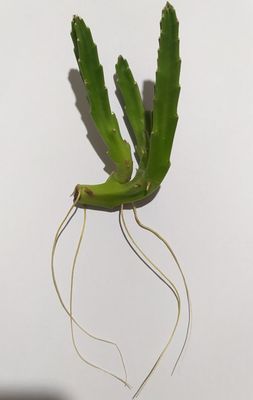 Стапелия растений, Stapelia guli