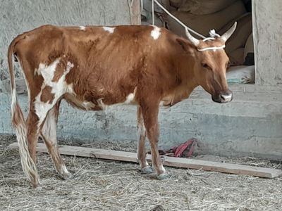 Ona bola sigirlar sotiladi soni 2ta