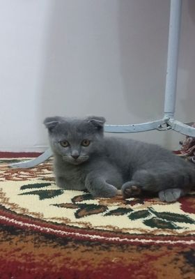 Fold o'g'il mushukcha Arzon Narxda