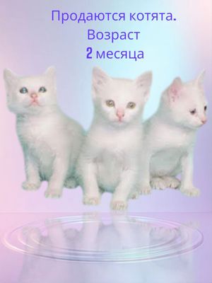 Продаются котята  породы Турецкий Ван