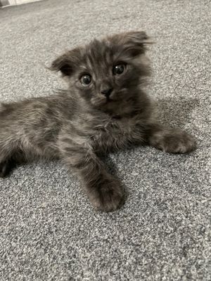 Мушук | Кошка