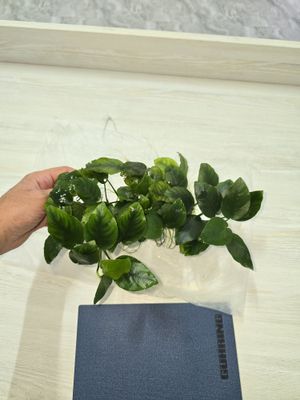 Продам анубиасов (anubiaslar sotiladi)
