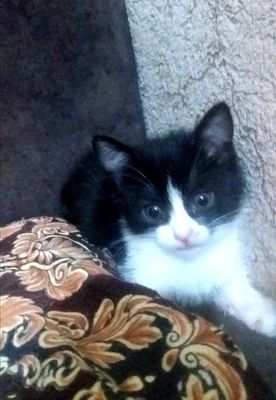 Мушукчалар киз бола