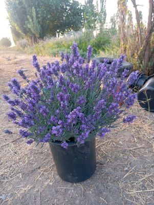 lavanda