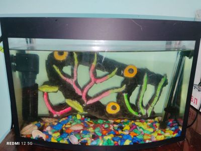 Akvarium srochna sotiladi