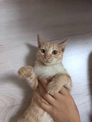 mushuk qiz bola 4 0ylik