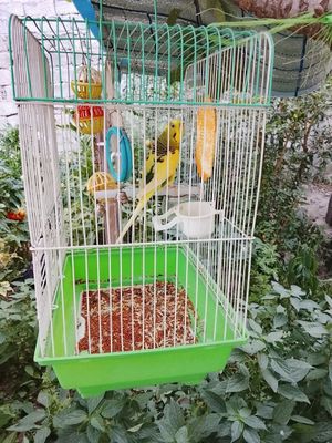 Toti va qafaslar sotiladi