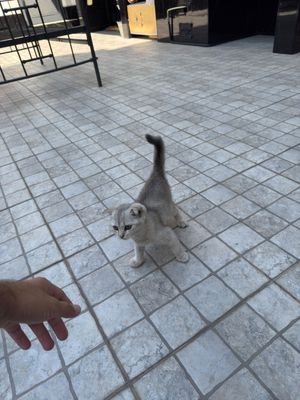 Продам котят, Серебристый шиншилла