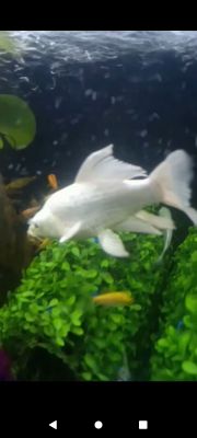 Koi aranda kameta aranda sotiladi Fargʻona shahar