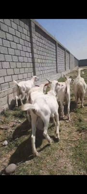 Ечкилар болалари билан