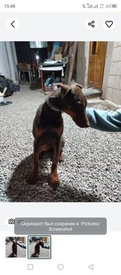 Dobermen it sotiladi