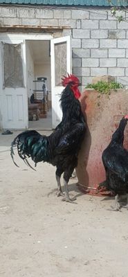 Qora shaxzoda Tuxumlari sotiladi