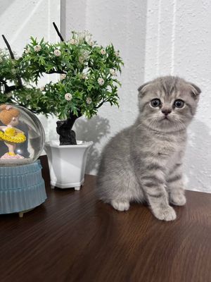Шотландская веслоухая , скотиш фолд. тоза парода