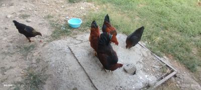 Tovuqlar sotiladi