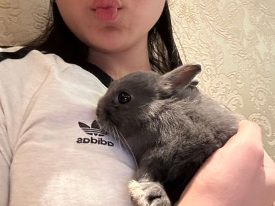 Нидерландский карликовый кролик серого цвета