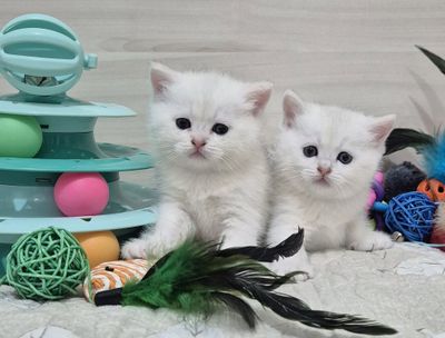 Серебристые шиншиллы