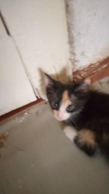 Котята в добрые и заботливы руки