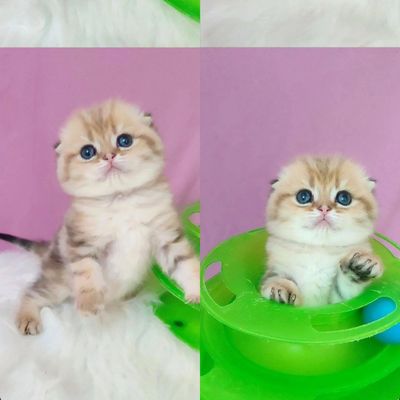 mushuk