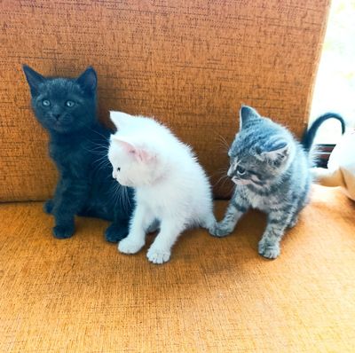 Котята ищут дом и любящих хозяев