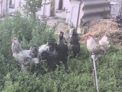 Brama Ho'rozlar 7 ta