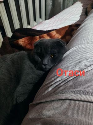 Скотиш фолд 1 ойлик