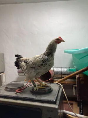 Tovuq va xorozla sotiladi