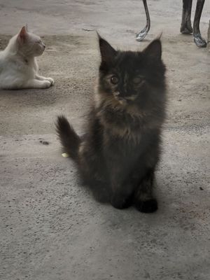 Котята 6 месяцев хотят обрести семью.