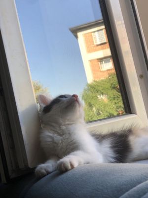 Котёнок продоётса срочна !!!