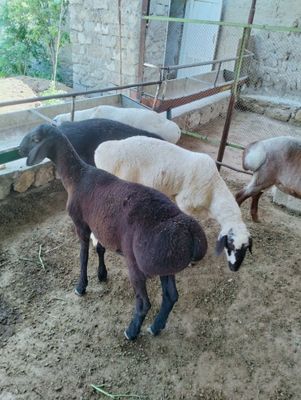 Qochqorla sotiladi soglom manzil kogon