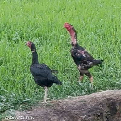 Sotiladi aybi yoʻq tovuqni zoti o shamo xoʻrozni zoti kares
