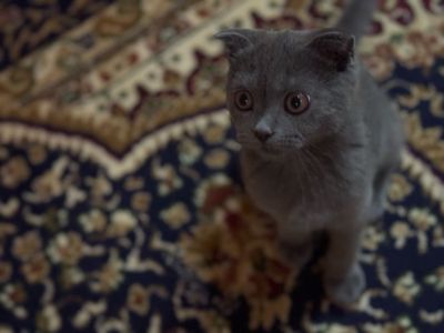 Кошка скотш фолд 4 месяца