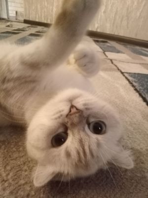 juda toza orasta qizbola mushigim
