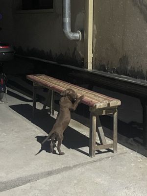Pitbul sotiladi
