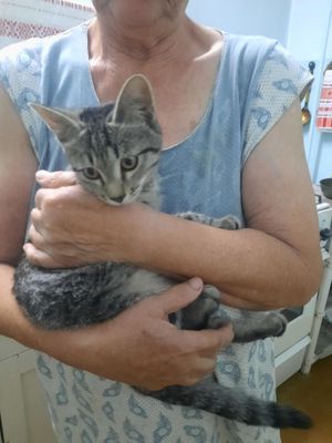 Котёнок в добрые ответственные руки