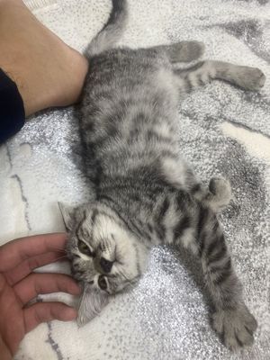 Бесплатно кошка 1