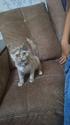 Продам девочку страйт 3 месяца ей.