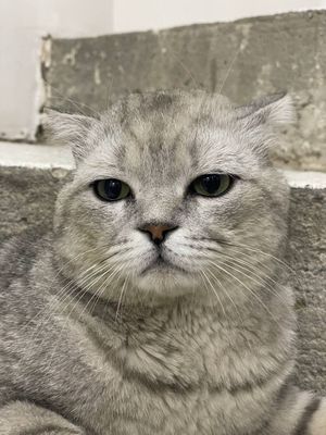 Серебранай Шиншила зоти тоза вязка