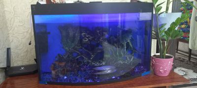 Akvarium 100 litrdan kop shakli oval
