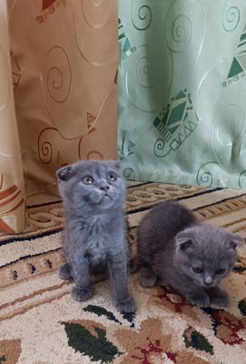 Мушуклар сотилади 2 ойлик зоти британский фолд