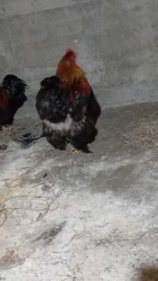 Brama sotiladi..