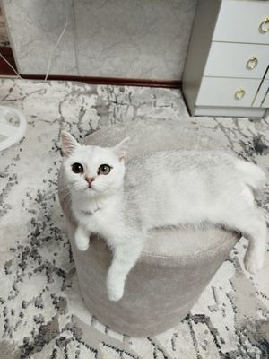 Серебристая шиншилла