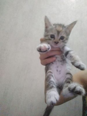 Yaxshi mushuk ularni beramiza 2 oyli toza